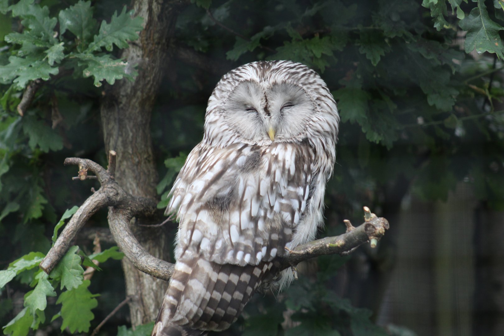Western Ural Owl