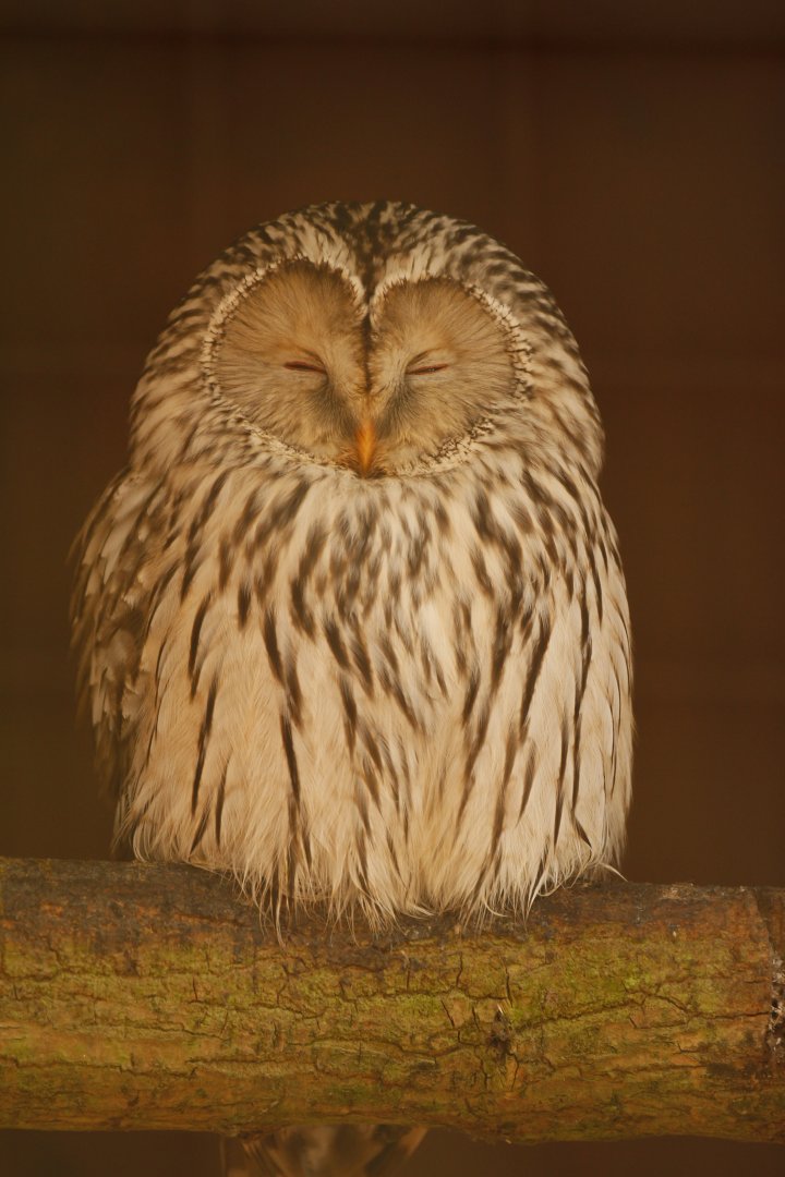 Western Ural Owl