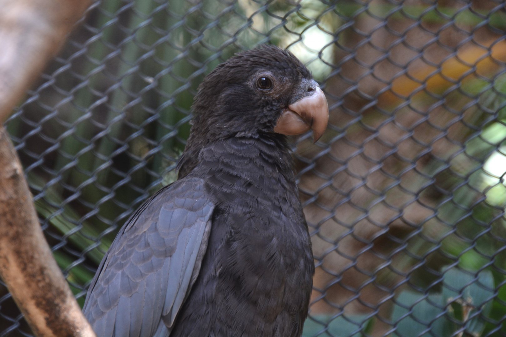 Western vasa parrot (Coracopsis vasa drouhardi)