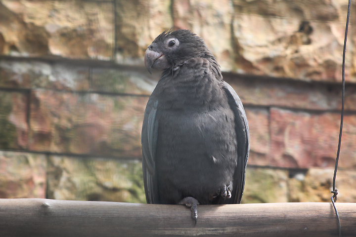 Western vasa parrot (Coracopsis vasa drouhardi)