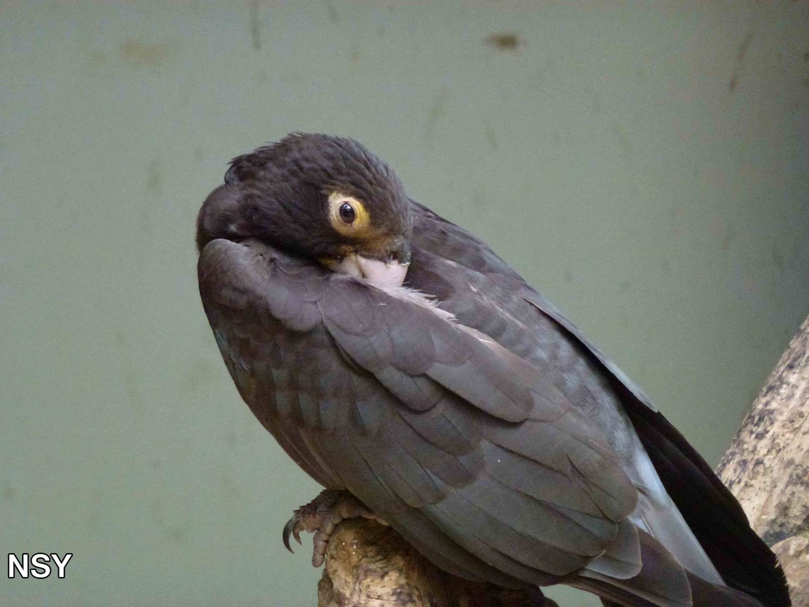 Western vasa parrot, June 2013.