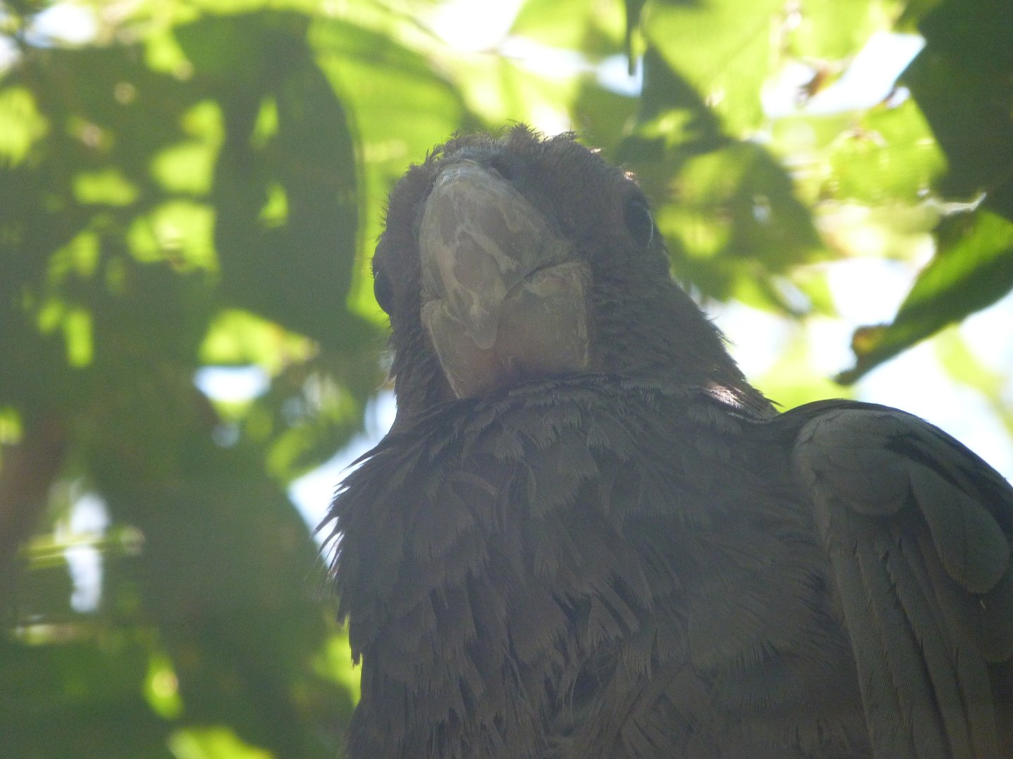 Western vasa parrot -Zoo Plzeň (2025)