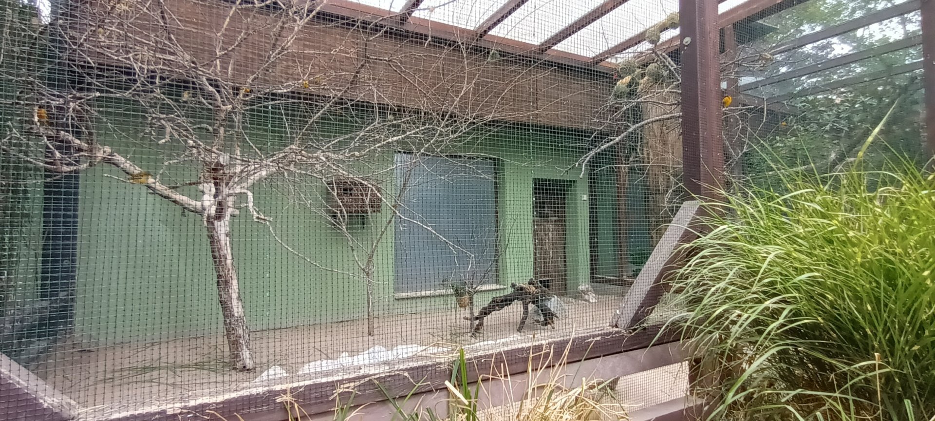 Western village Weaver and yellow crowned Gonolek Aviary