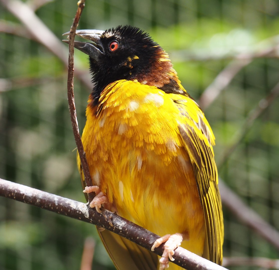 Western village weaver (Ploceus cucullatus cucullatus), 2025-05-22