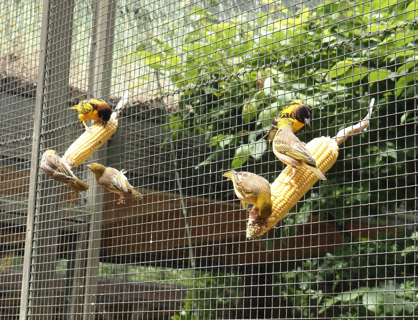 Western village weavers (Ploceus cucullatus cucullatus) on corn, 2025-05-22