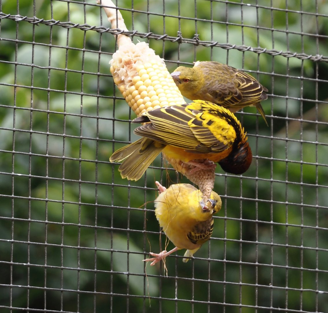 Western village weavers (Ploceus cucullatus cucullatus) on corn, 2025-05-22