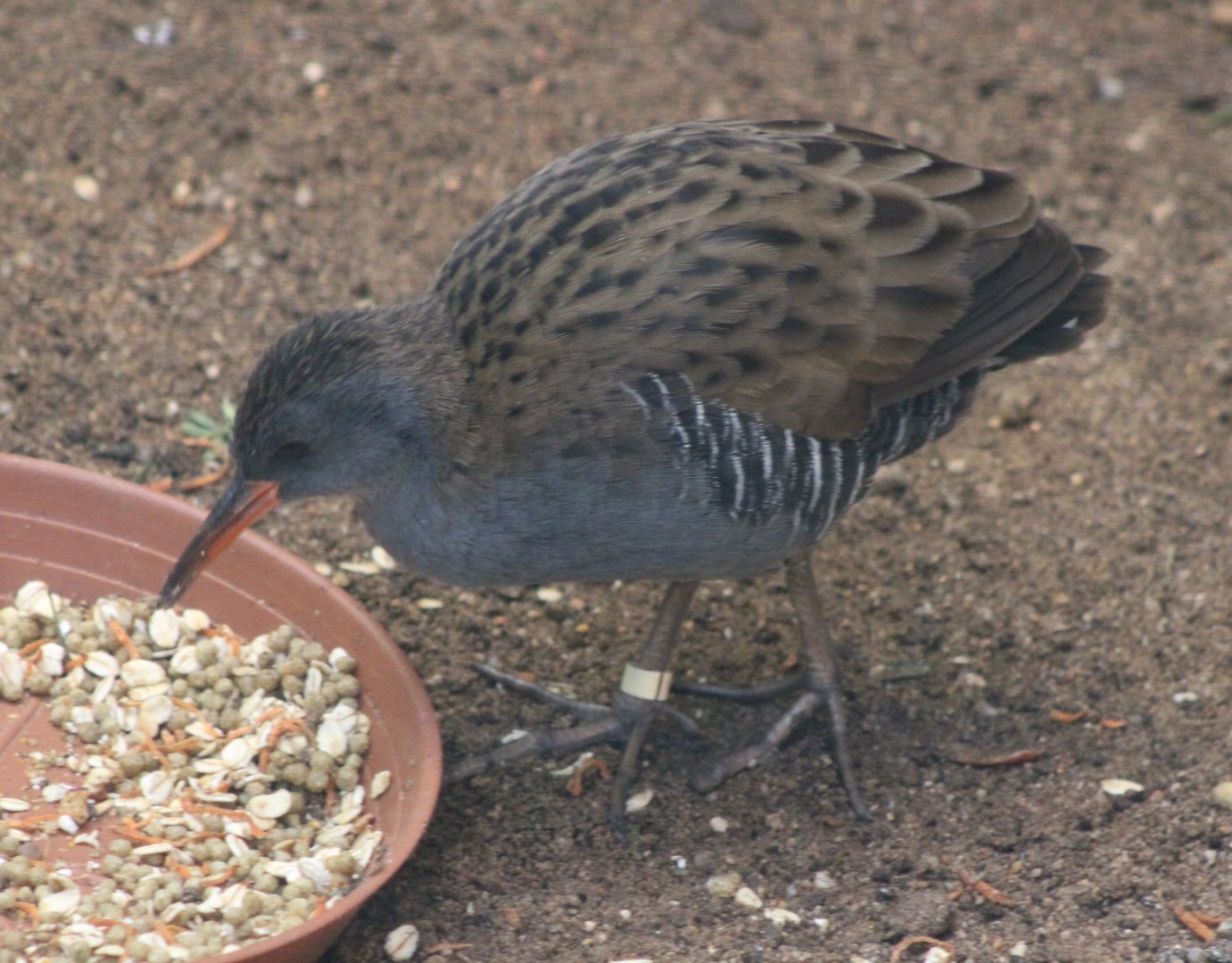 Western water rail