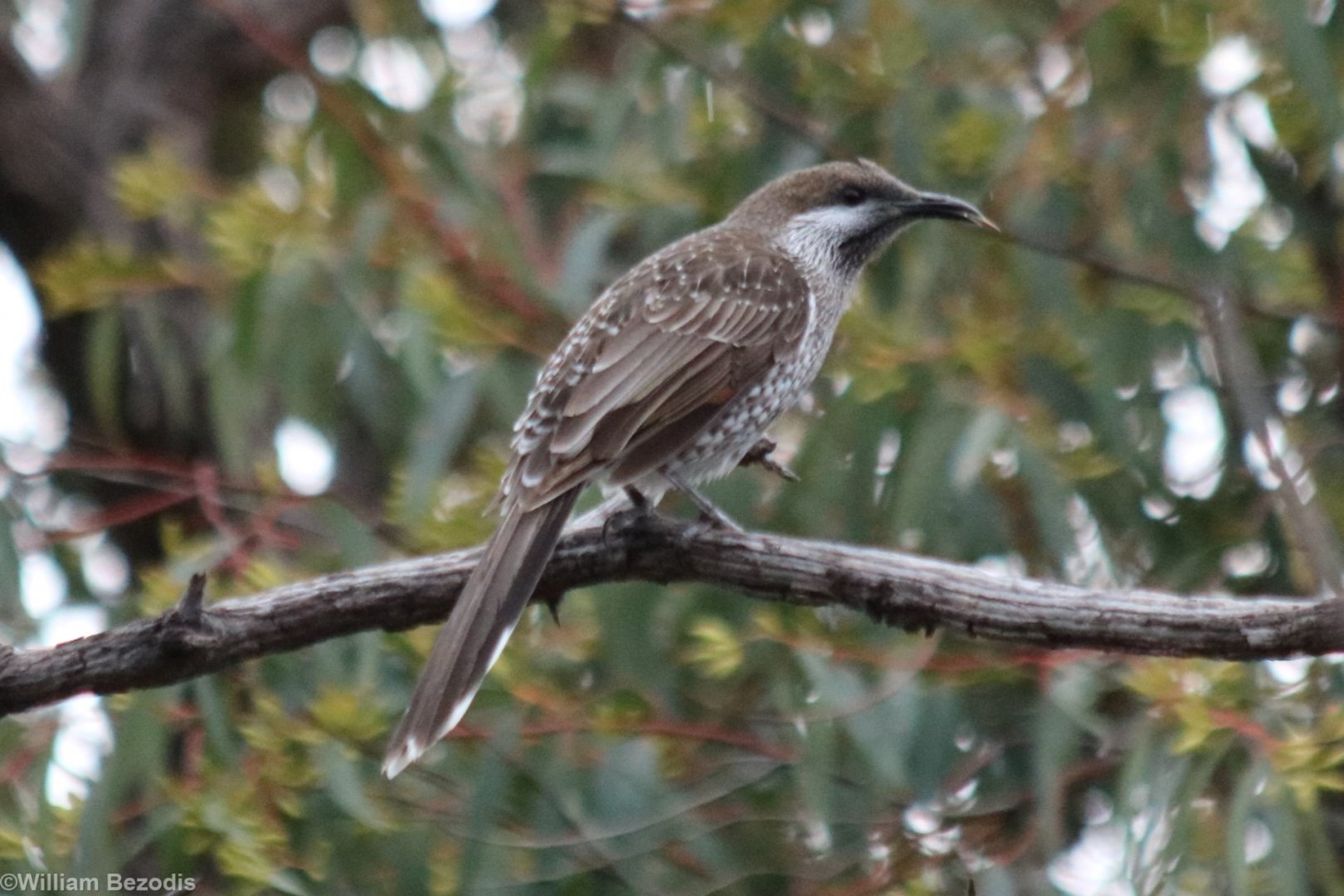 Western Wattlebird - Wungong Gorge
