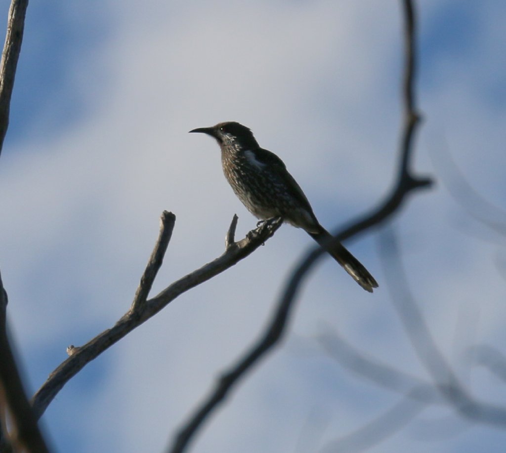 Western Wattlebird
