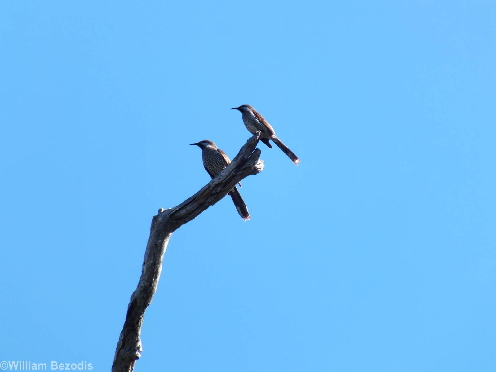 Western Wattlebird