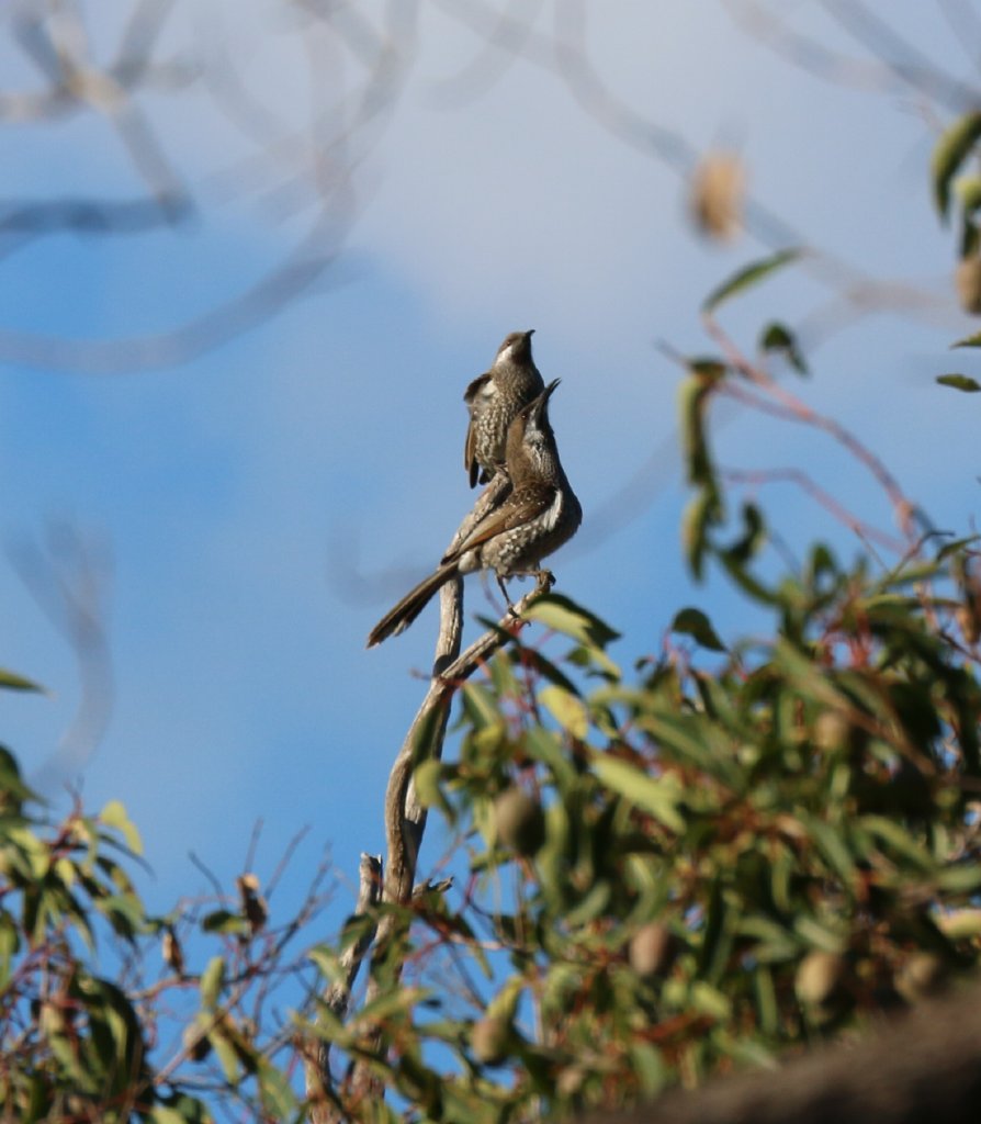 Western Wattlebirds