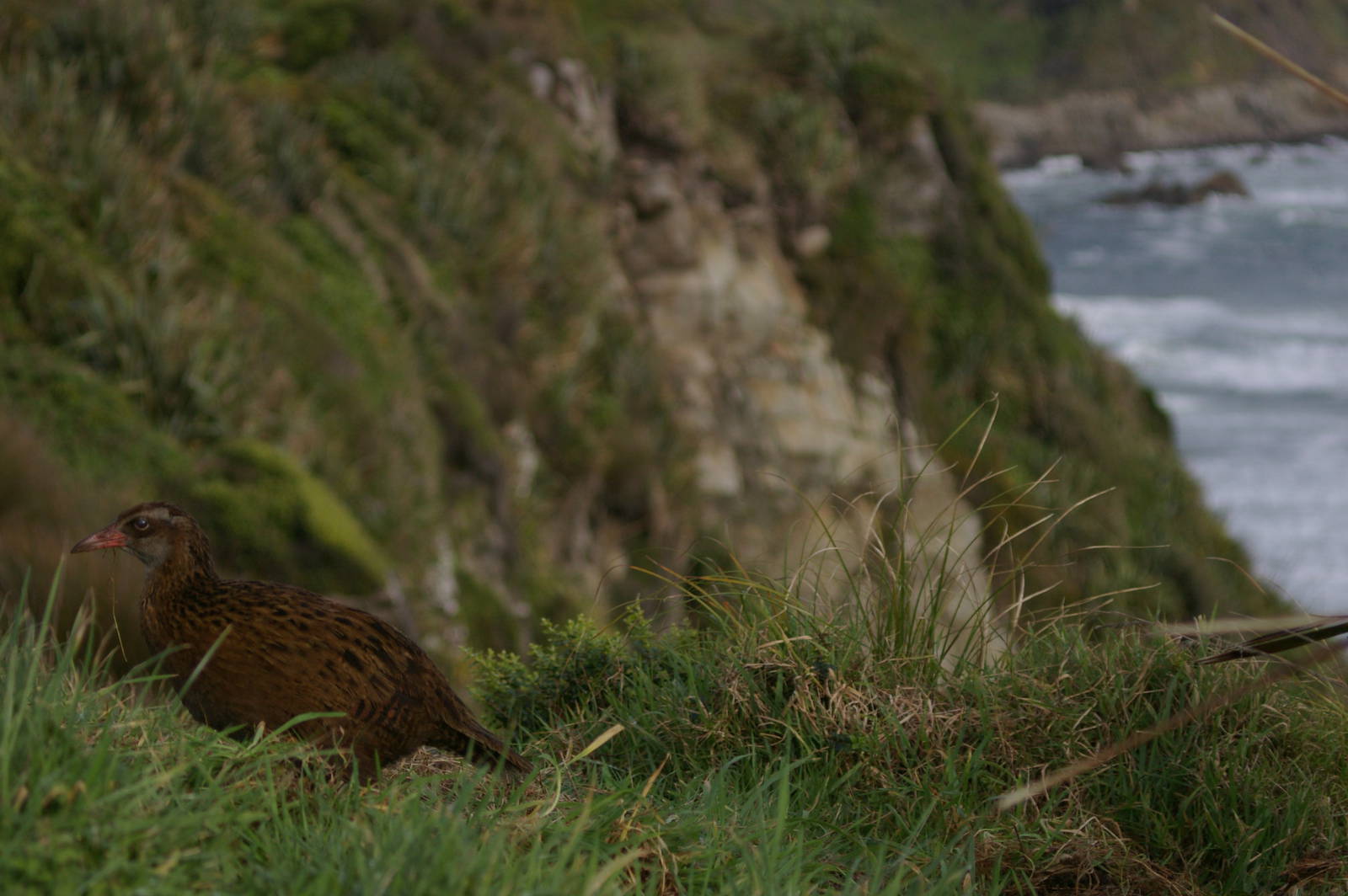 Western Weka (Gallirallus australis australis)
