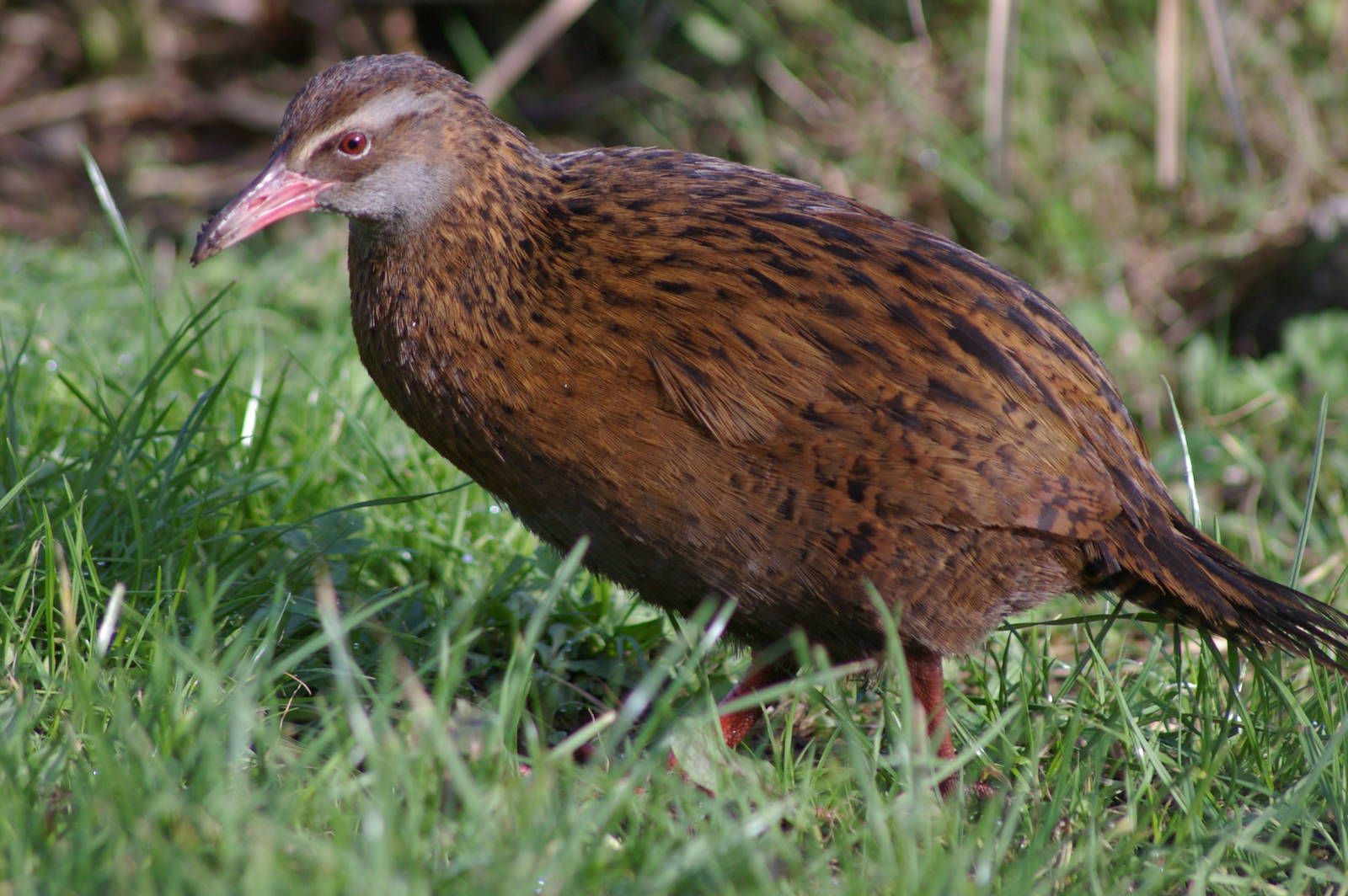 Western Weka (Gallirallus australis australis)
