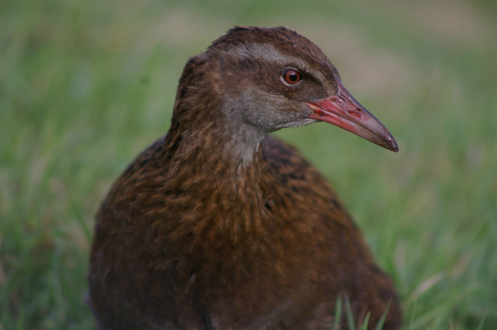 Western Weka (Gallirallus australis australis)