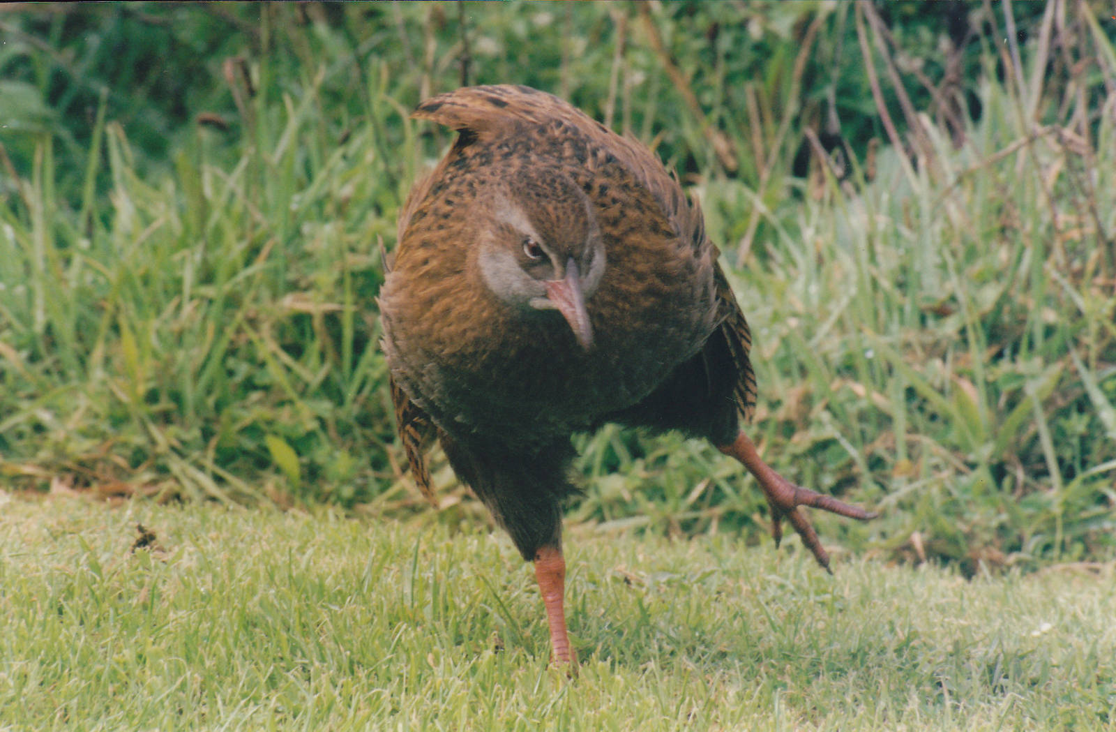 western weka (Gallirallus australis australis)
