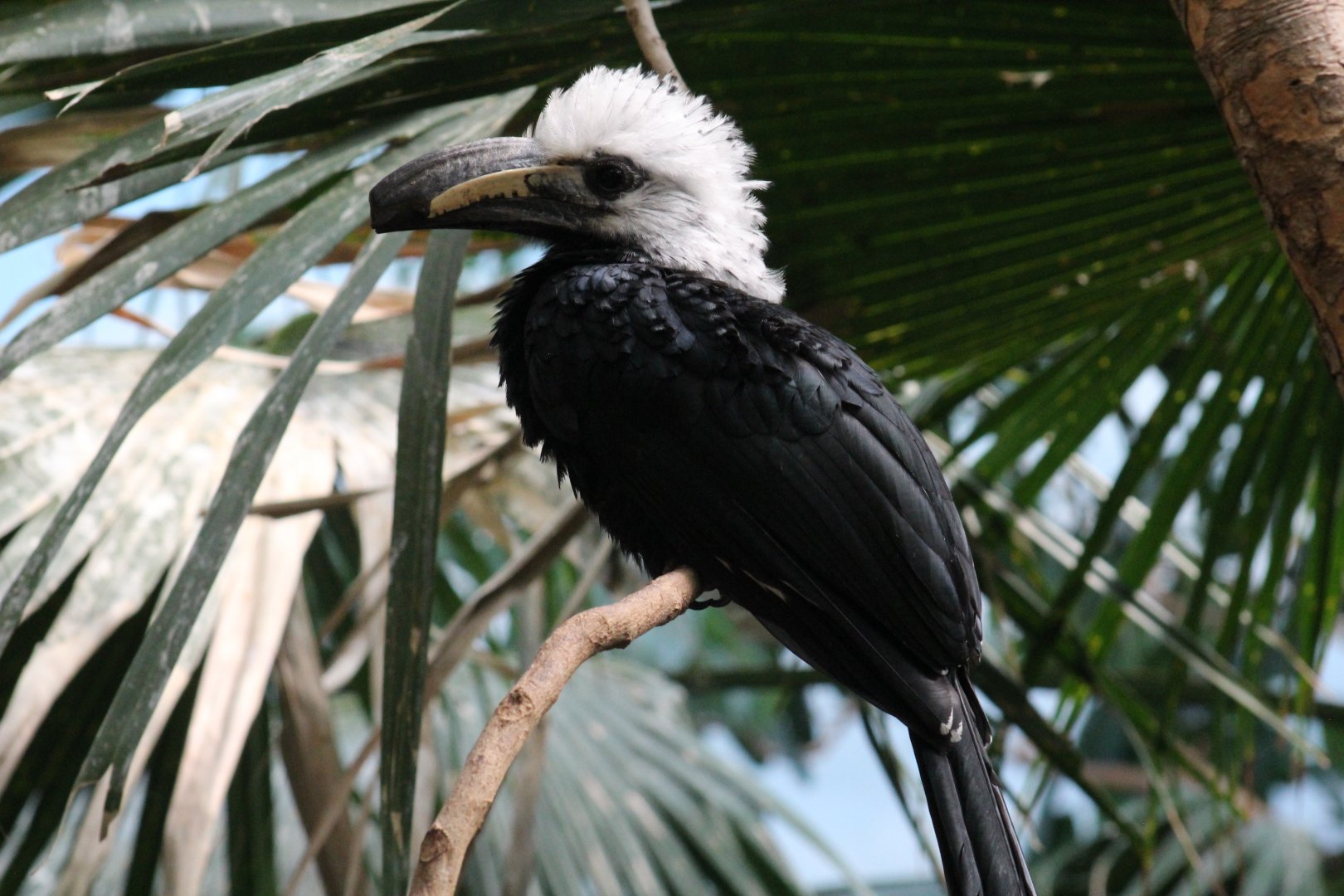 Western White-Crested Hornbill