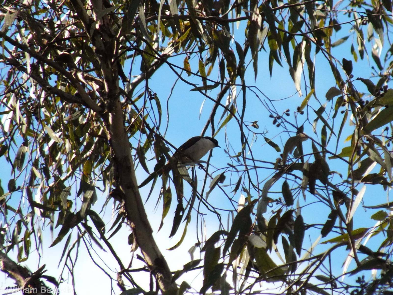 Western White-naped Honeyeater