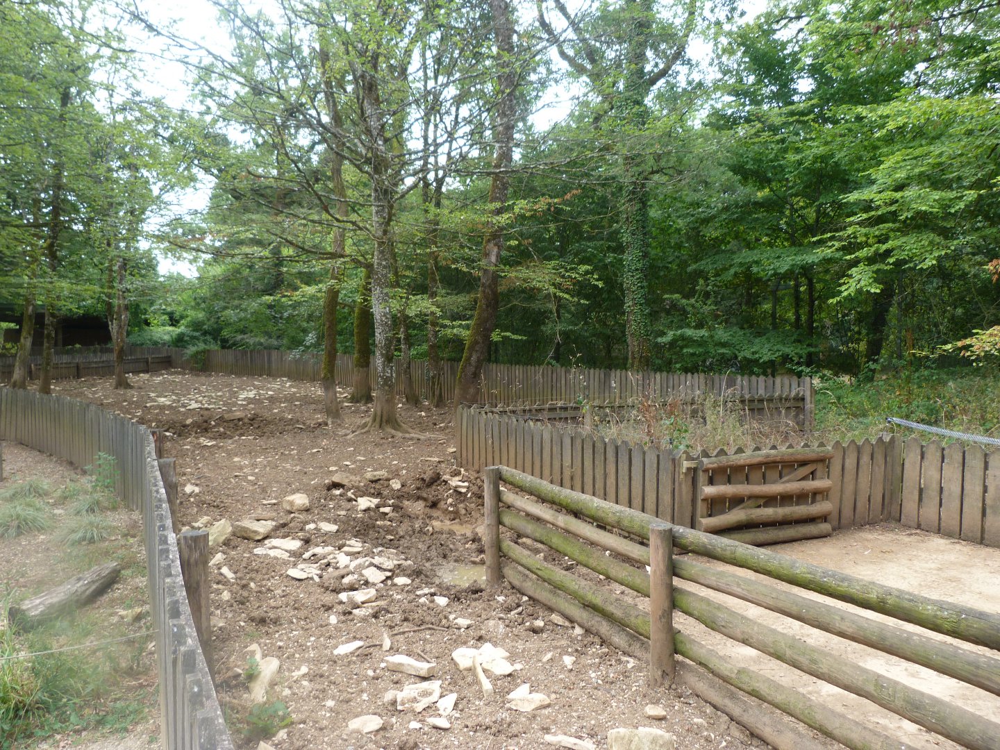 Western white pig exhibit -Zoodyssée (2025)