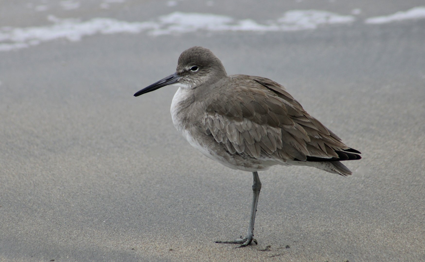 Western Willet (Tringa semipalmata inornata) - wild