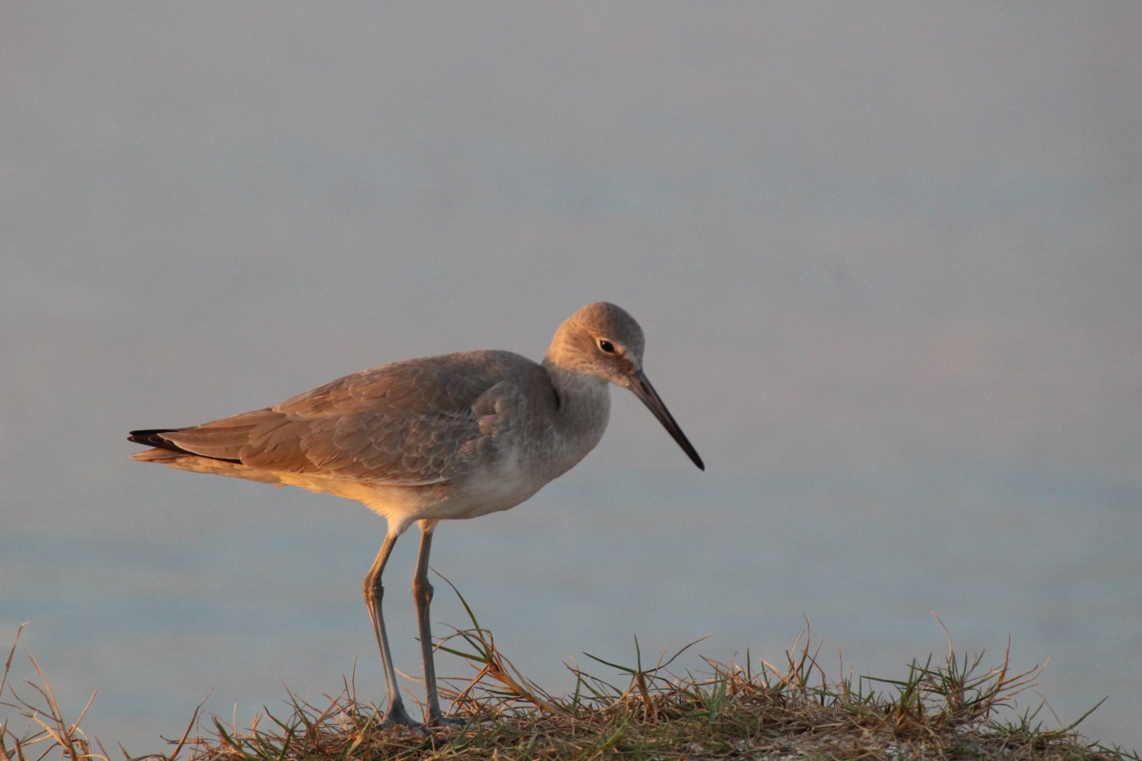 Western Willet