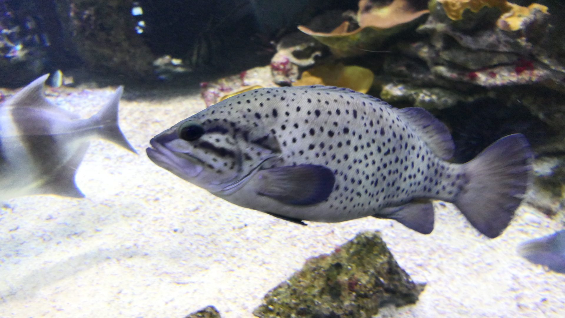 Western Wirrah (Acanthistius serratus) - Dolphin Discovery Centre, Bunbury