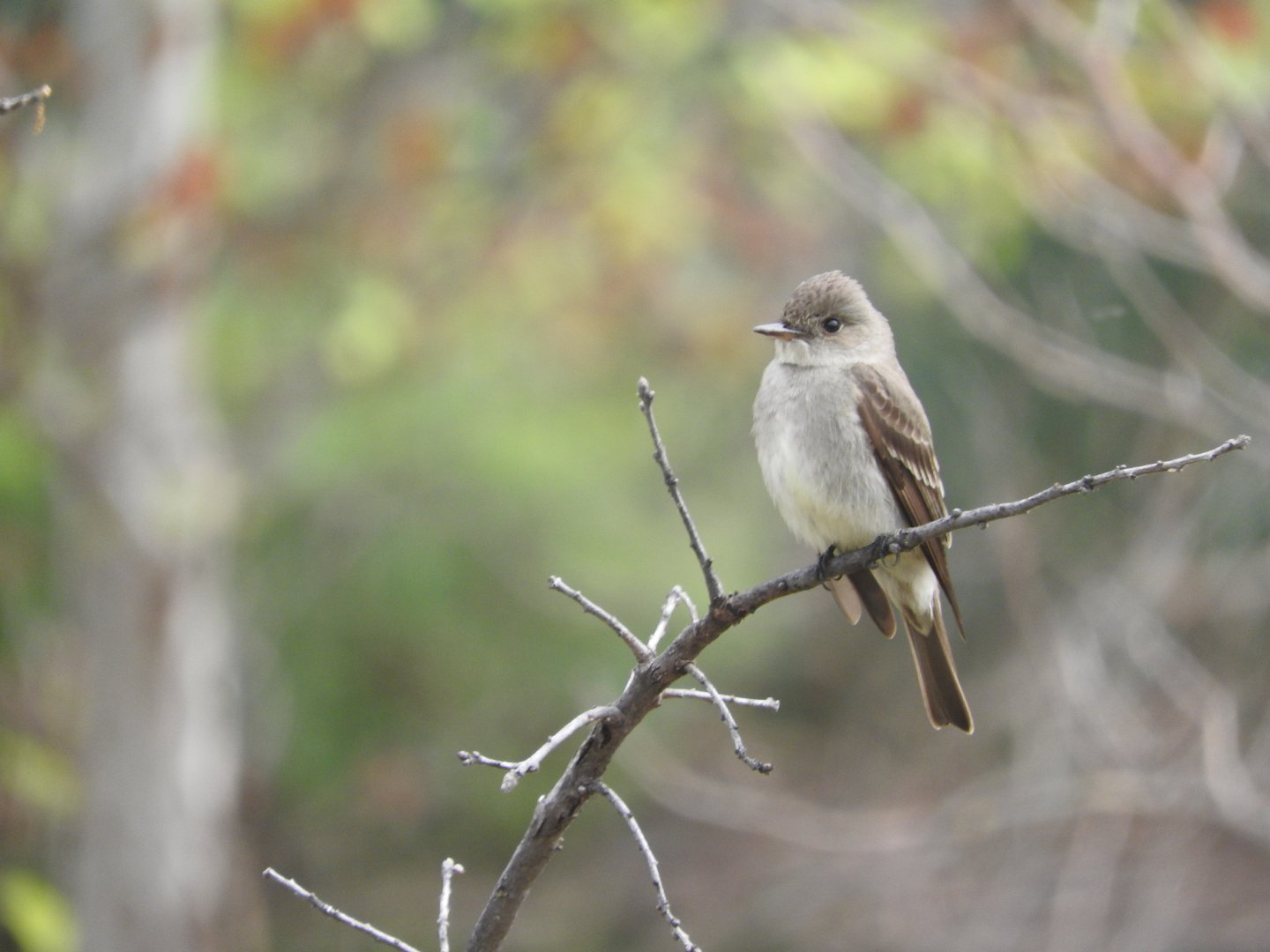 Western Wood-Pewee