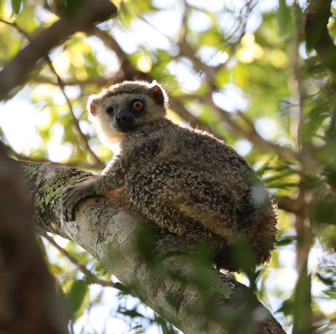western woolly lemur or western avahi (Avahi occidentalis)