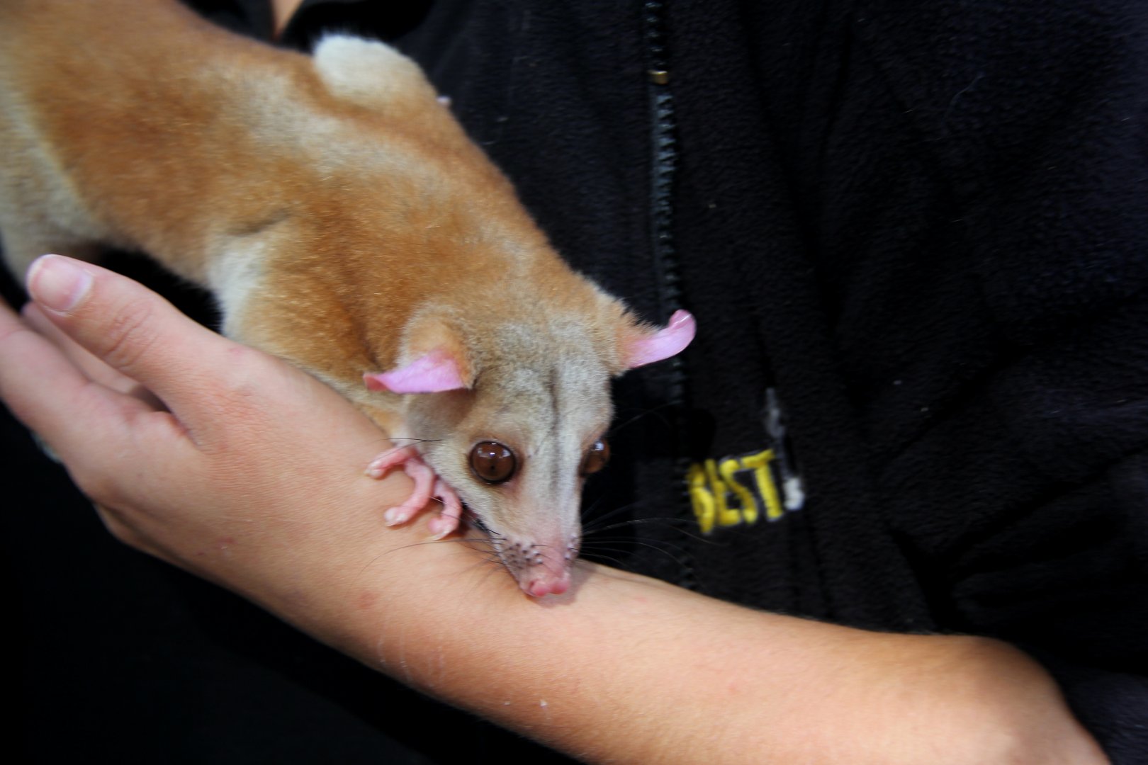 western woolly opossum (Caluromys lanatus)