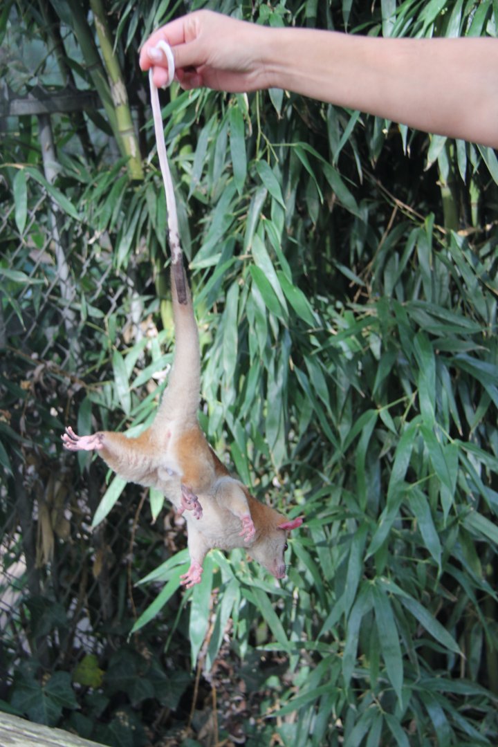 western woolly opossum (Caluromys lanatus)