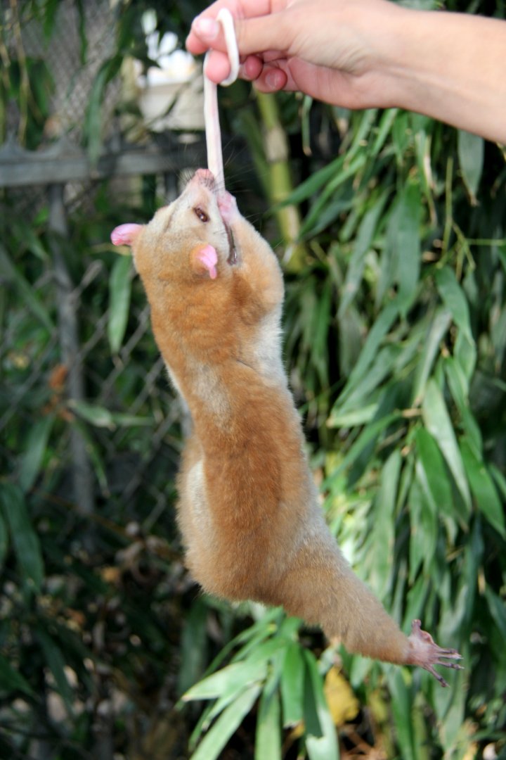 western woolly opossum (Caluromys lanatus)