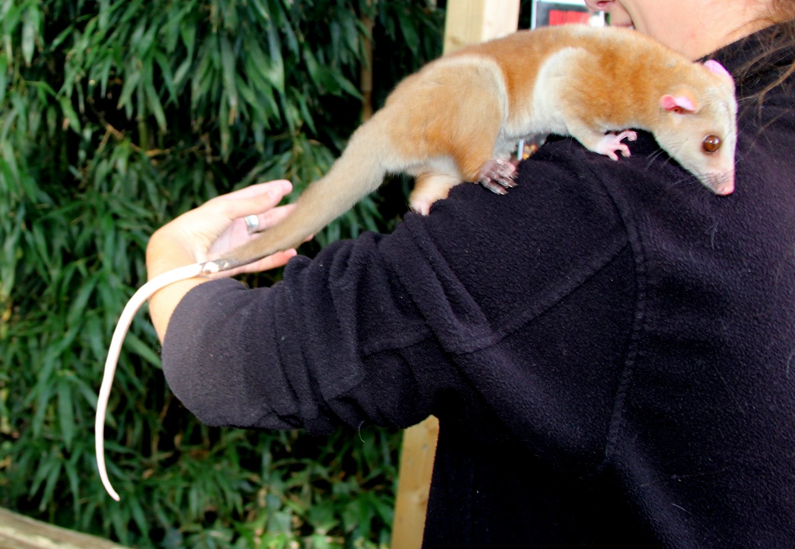 western woolly opossum (Caluromys lanatus)