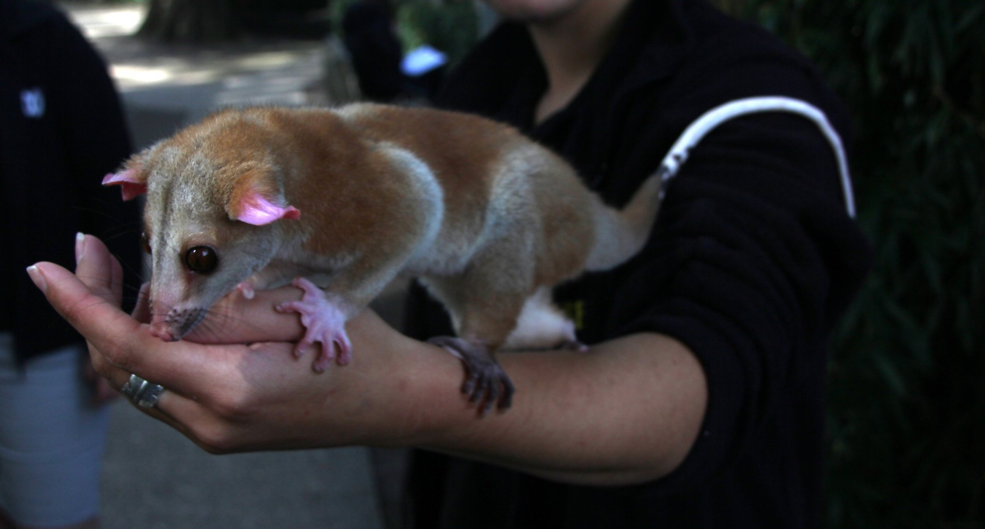 western woolly opossum (Caluromys lanatus)