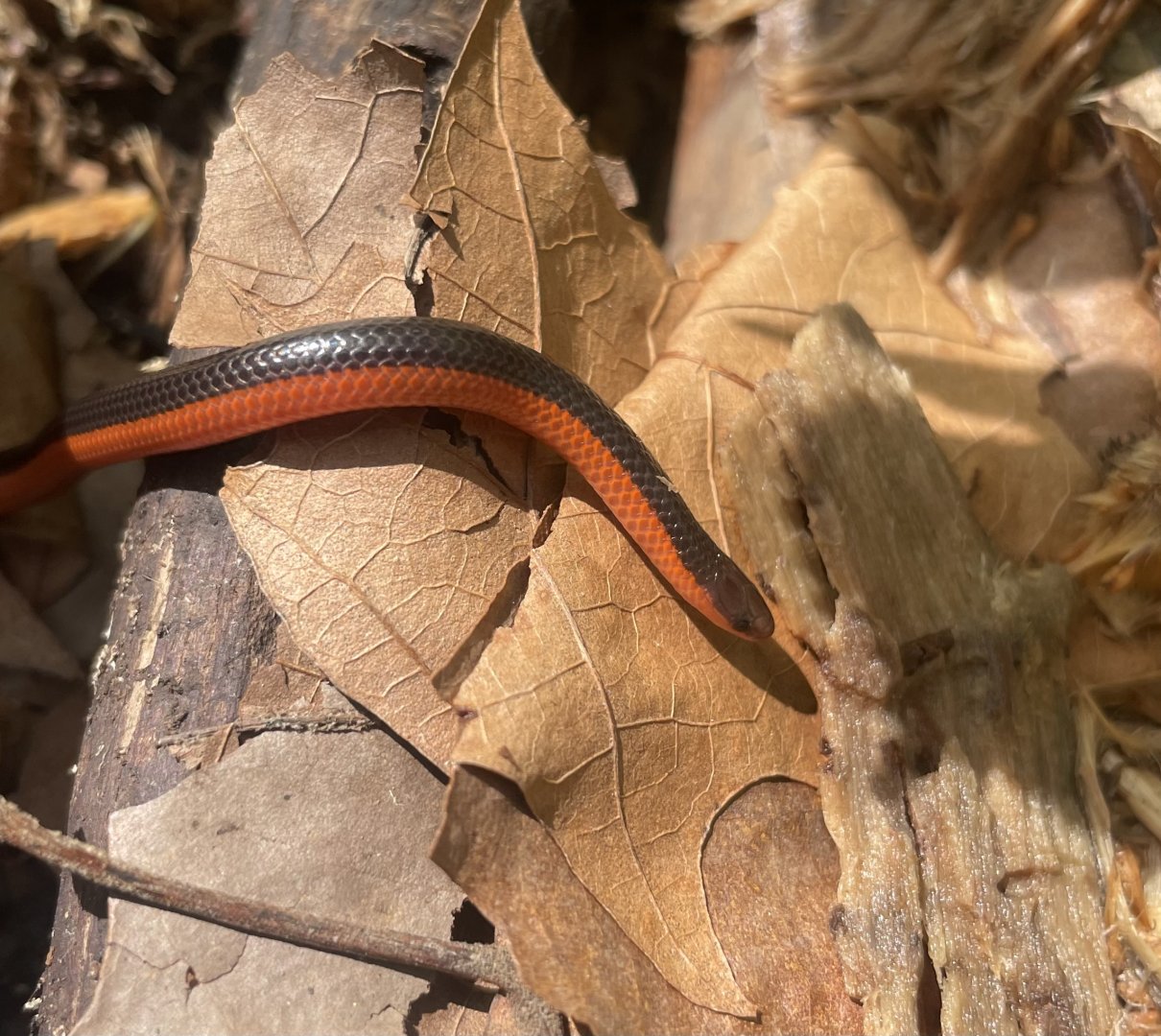 Western Worm Snake