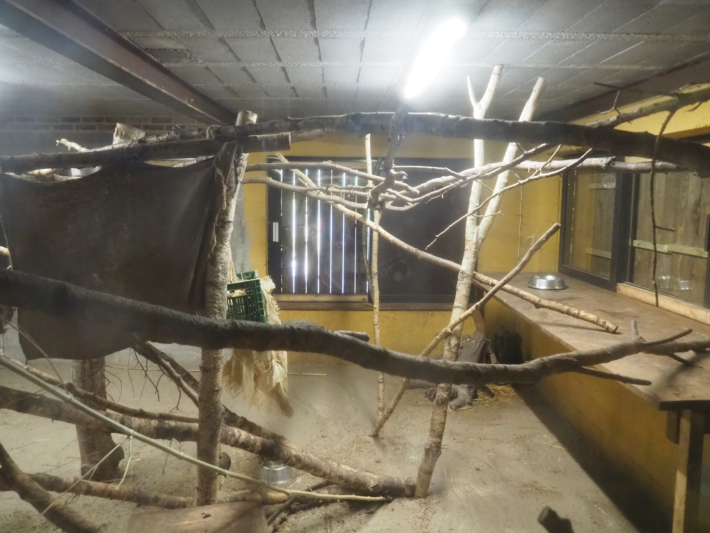 Western woylie and Brushtail possum exhibit, 2023-05-19