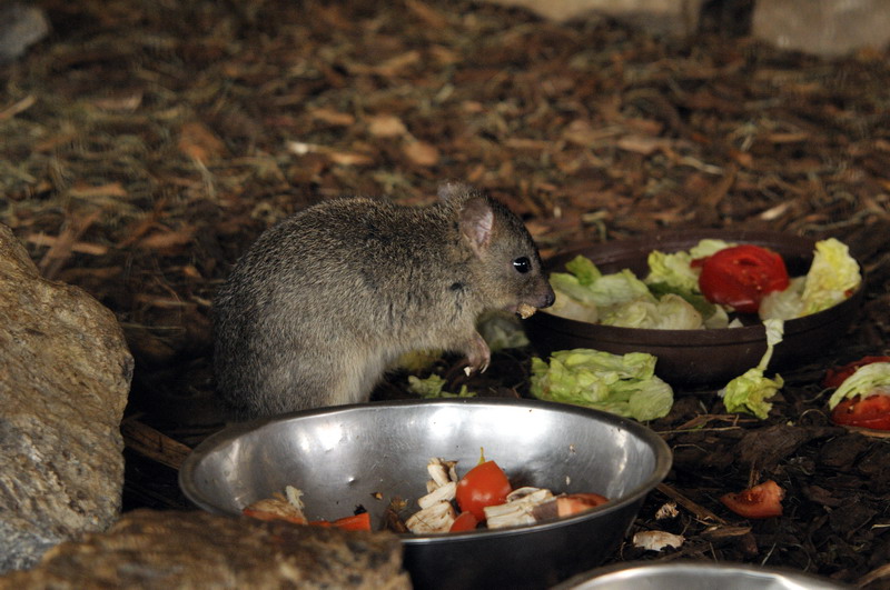 Western woylie at Bad Pyrmont