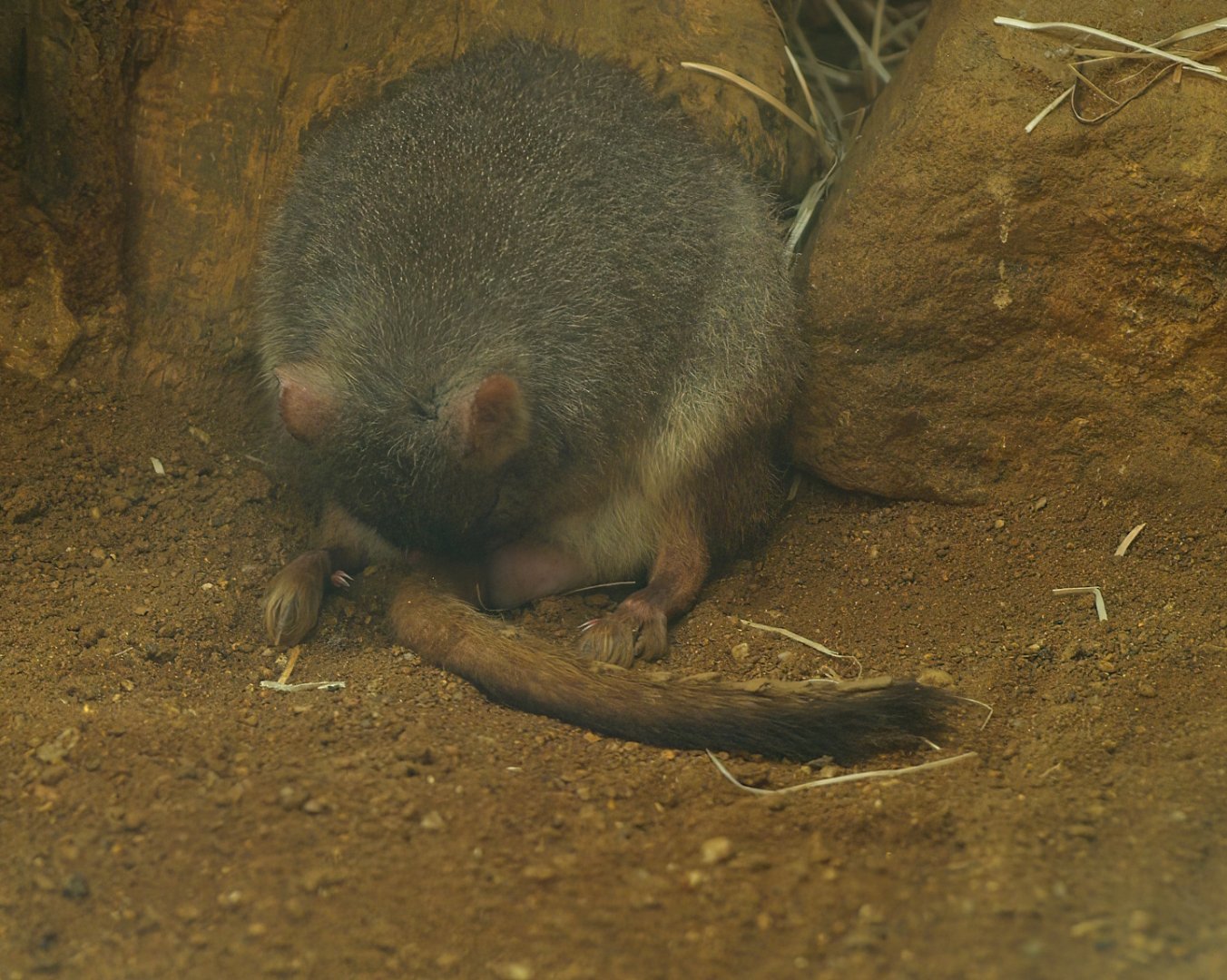 Western woylie (Bettongia penicillata ogilbyi), 2008-08-06