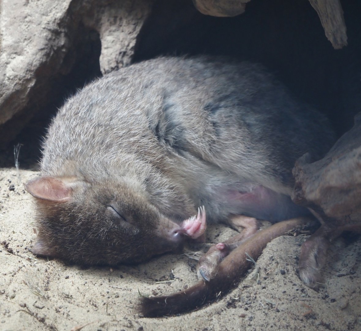 Western woylie (Bettongia penicillata ogilbyi), 2024-06-08