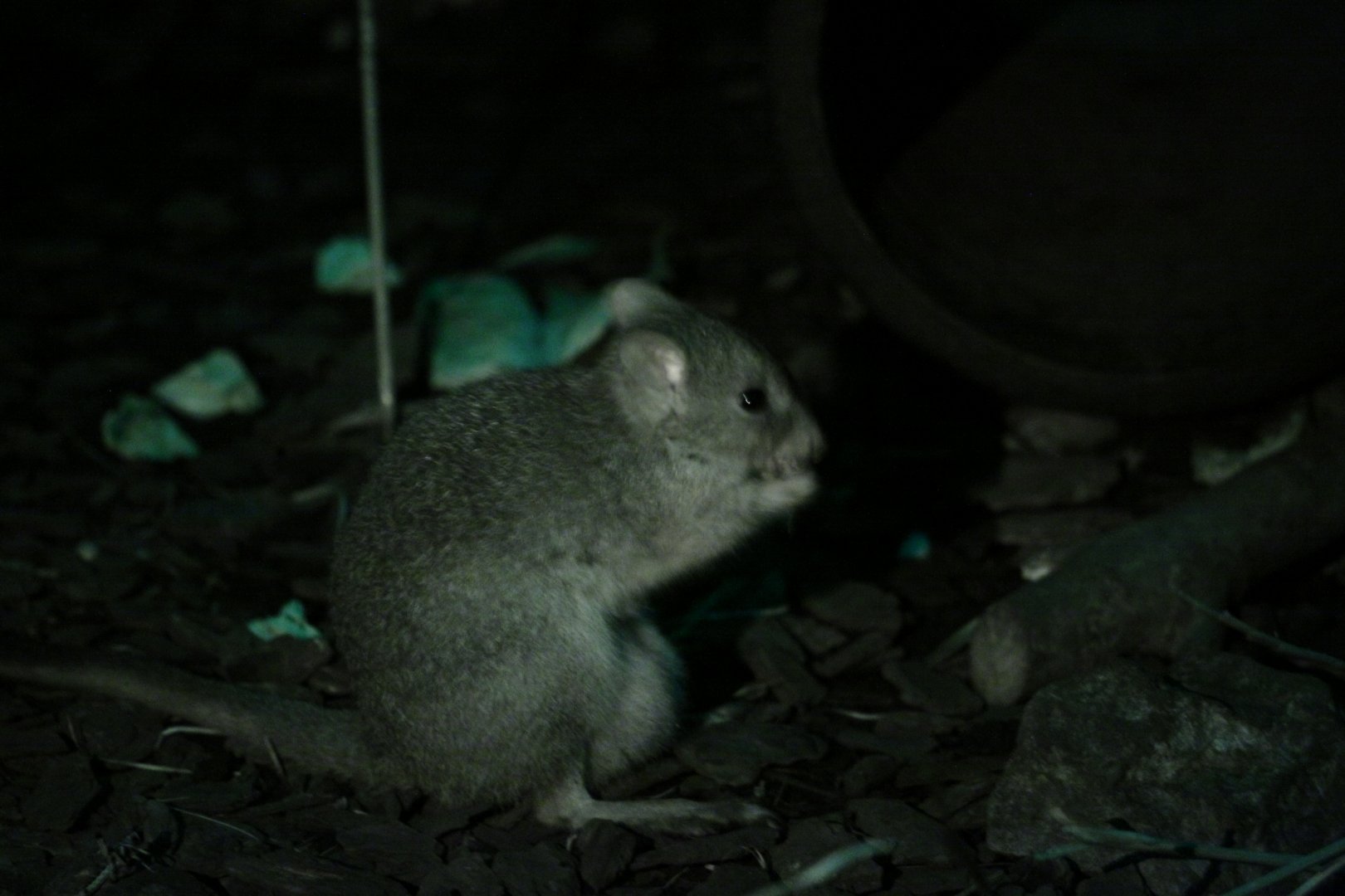 Western woylie (Bettongia penicillata ogilbyi)