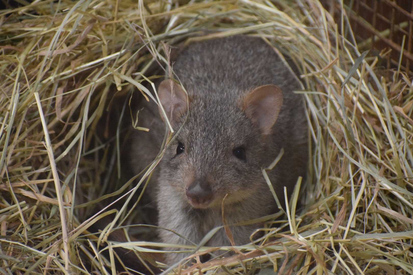 Western woylie - October 2023