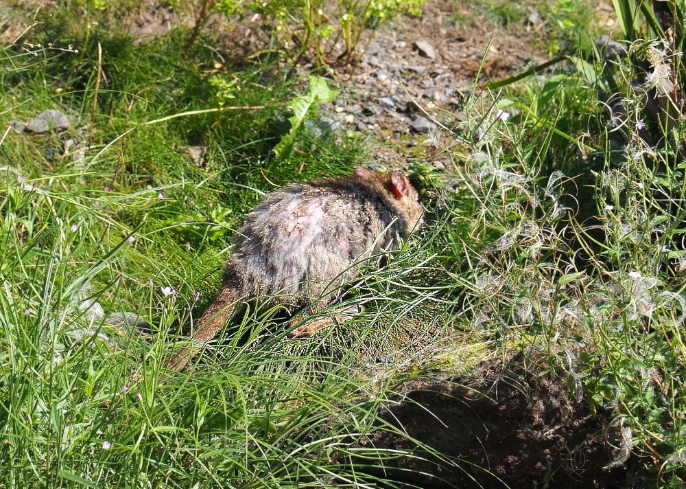 Western woylie or Western Brush-tailed bettong (Bettongia penicillata ogilbyi), 2021-09-02