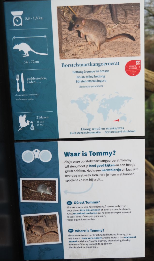 Western woylie signage, 2022-03-16