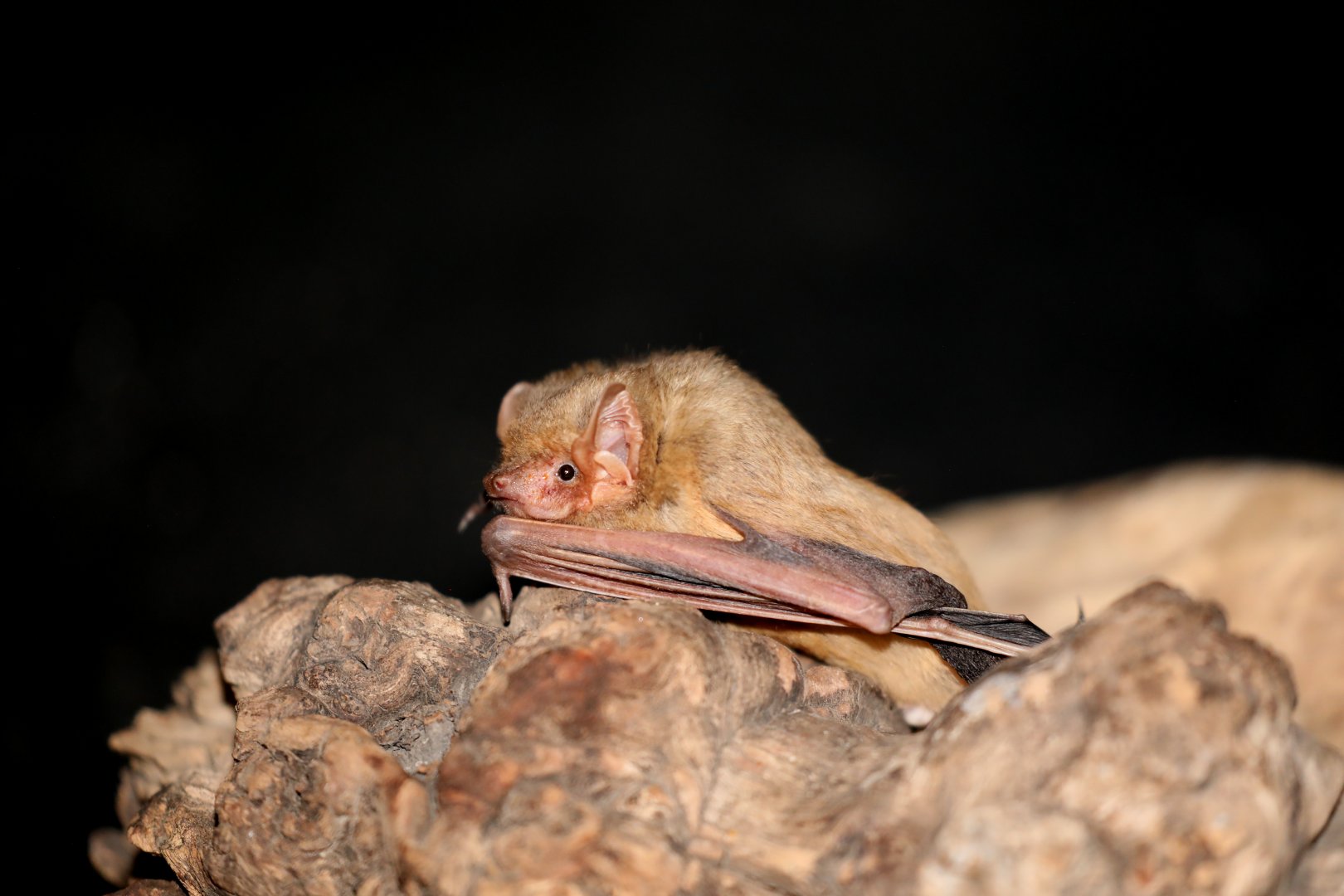 Western Yellow Bat (Lasiurus xanthinus)