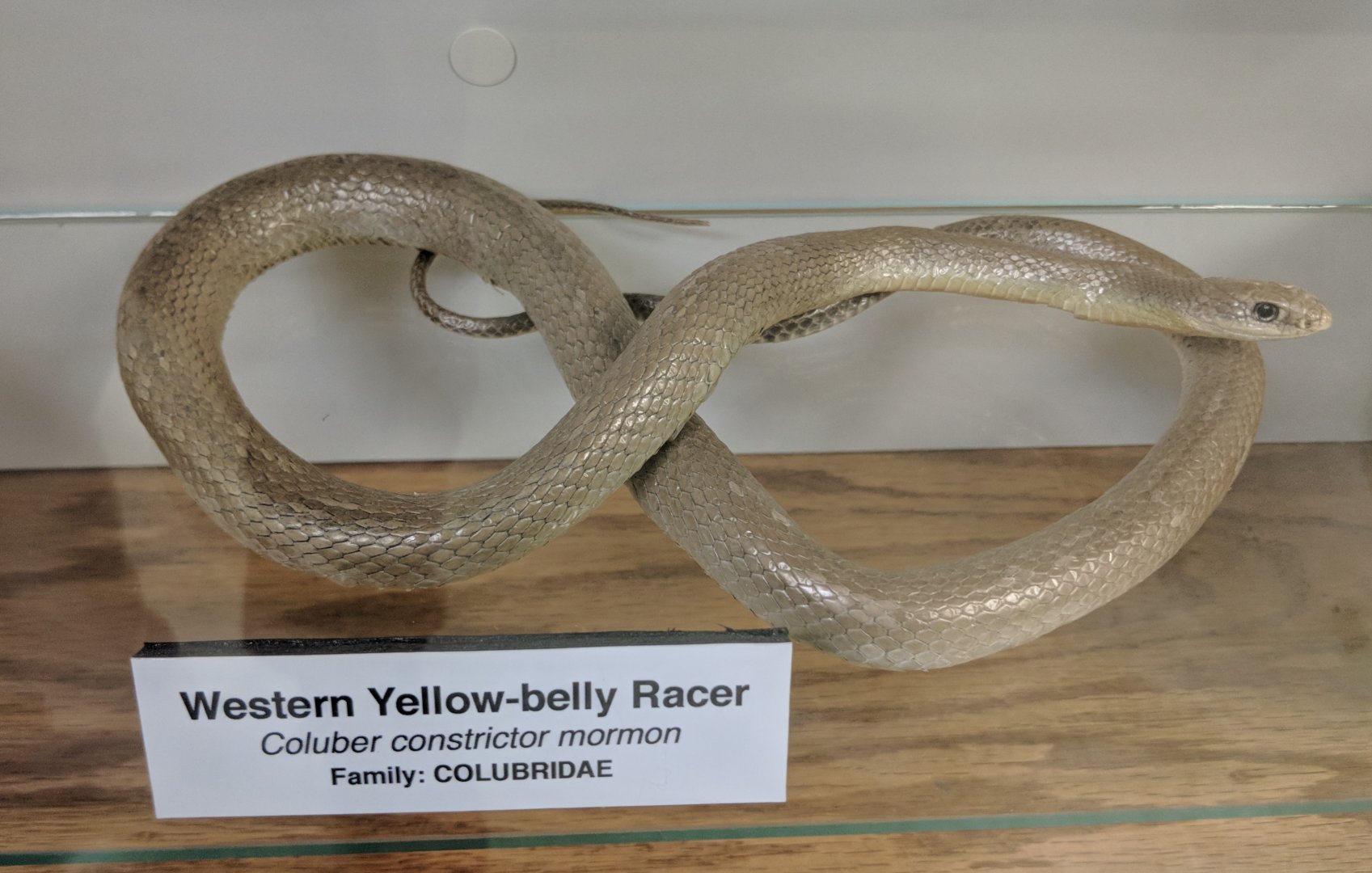 Western yellow-bellied racer (Coluber constrictor mormon)