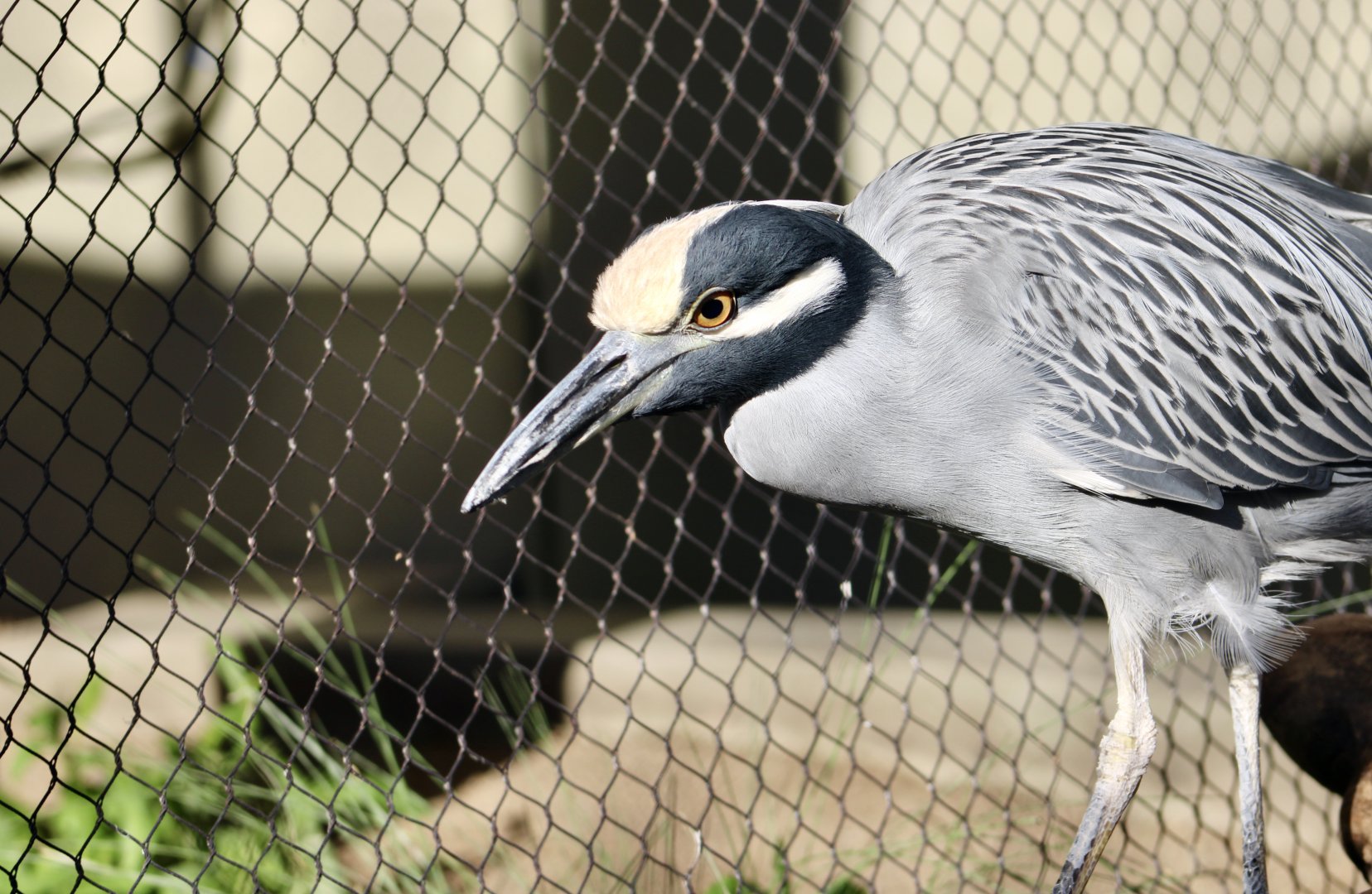 Western Yellow-Crowned Night Heron (Nyctanassa violacea bancrofti)