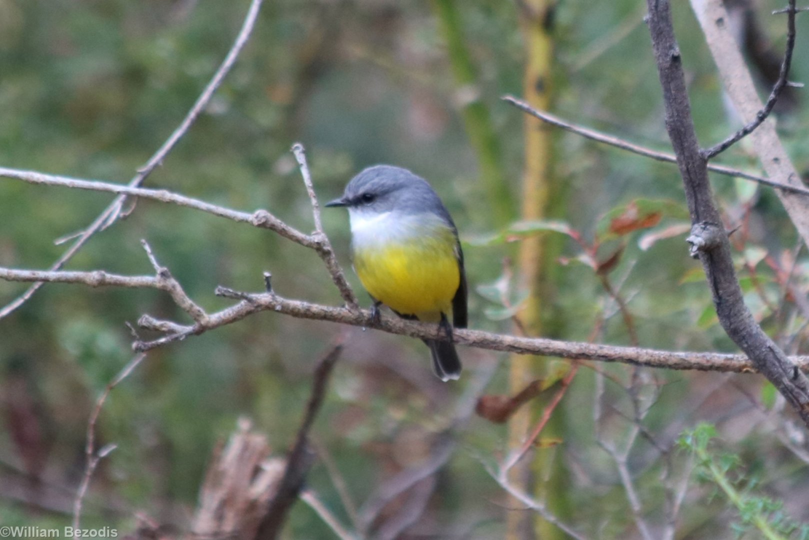 Western Yellow Robin - Wungong Gorge