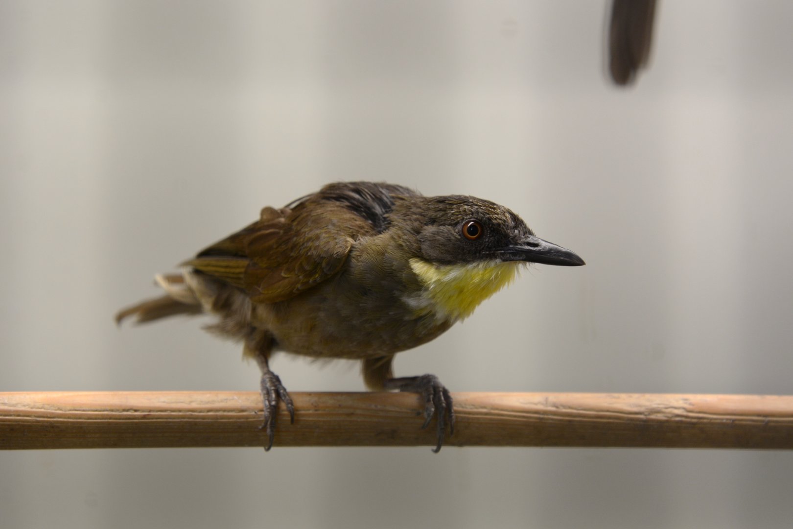 Western yellow-throated leaflove (Atimastillas flavicollis flavicollis)