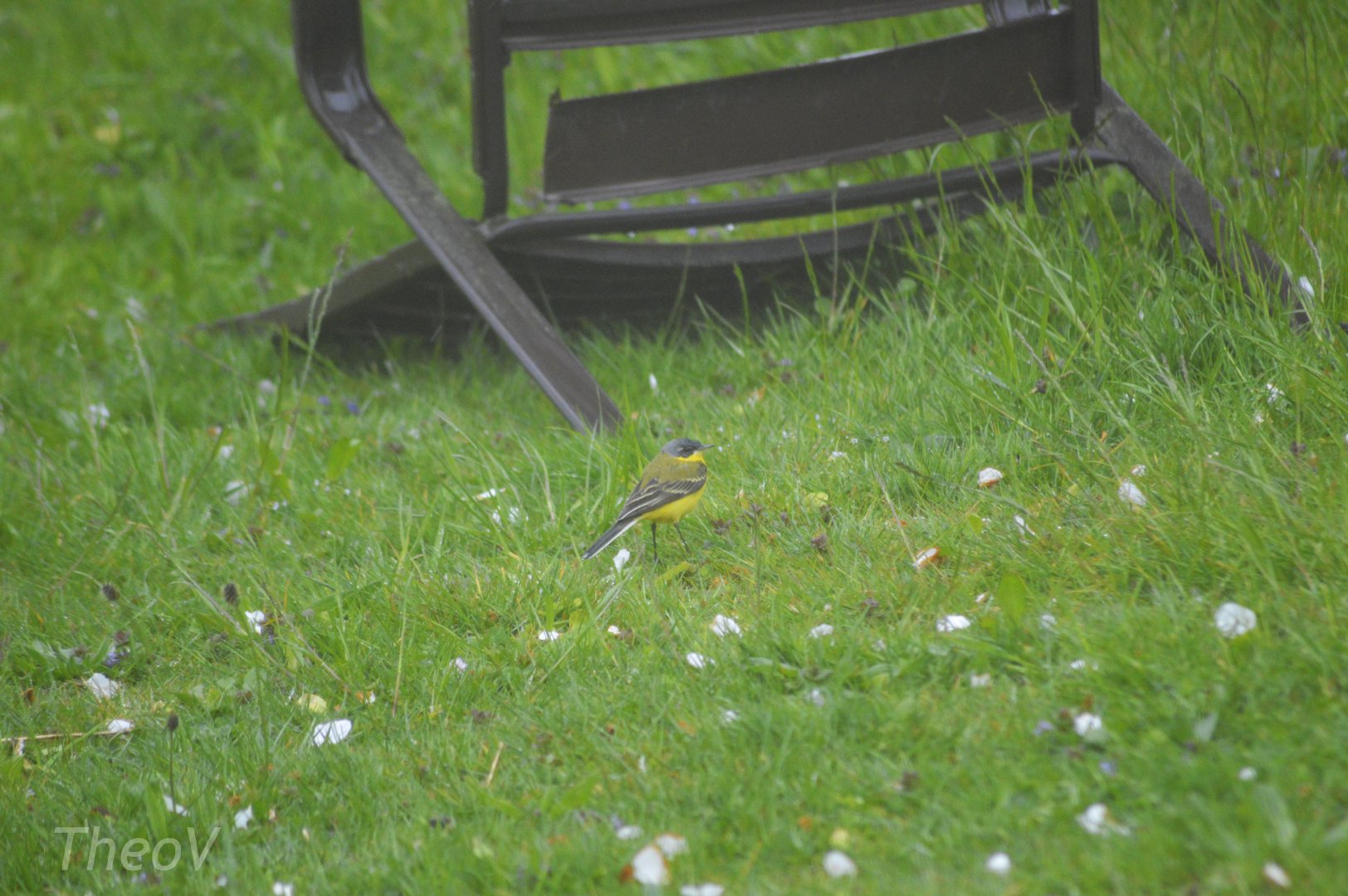 Western yellow wagtail [2021]