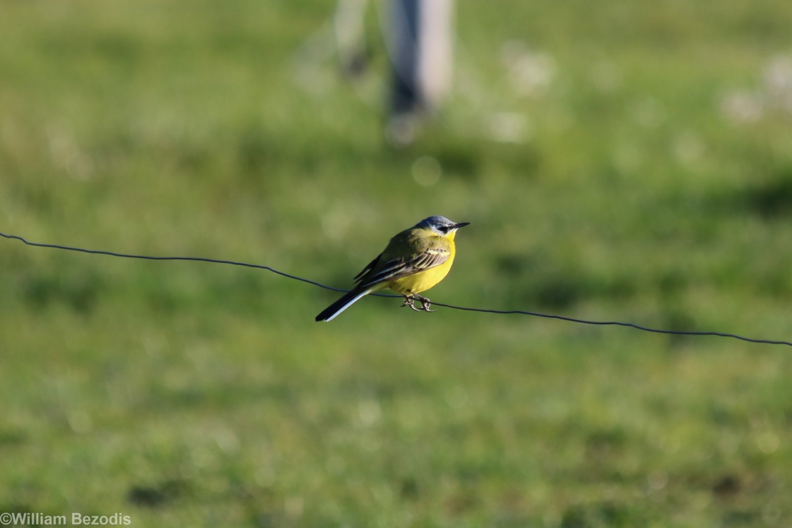 Western Yellow Wagtail  - Beibrza National Park