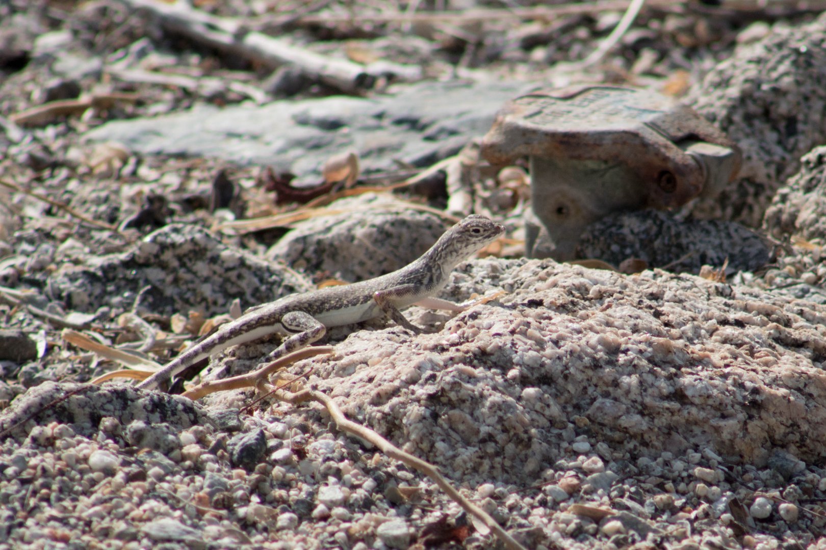 Western zebra-tailed lizard