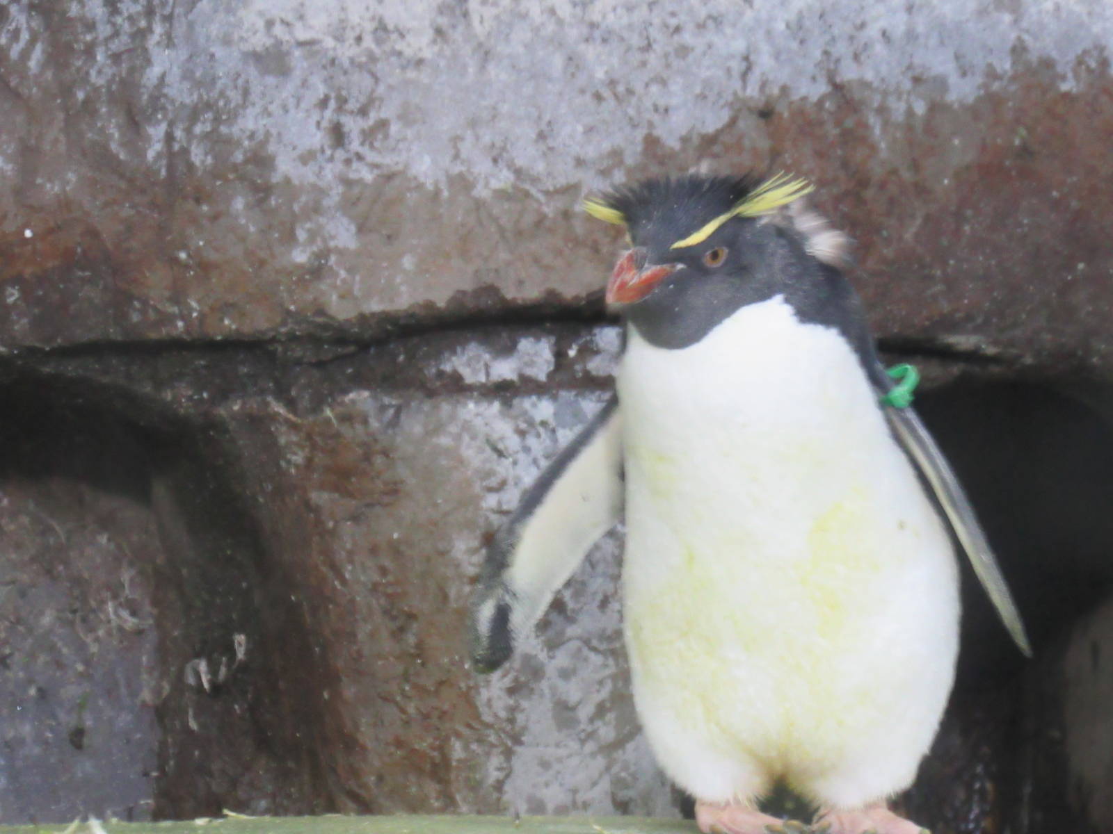 Western_Rockhopper_Penguin2